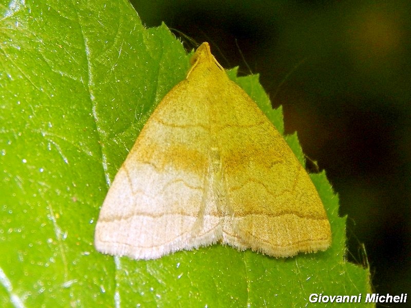 Herminia tarsicrinalis?